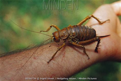 Minden Pictures - Cook Strait Giant Weta (Deinacrida rugosa), Maud ...