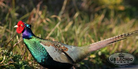 Green Pheasants | Überchic Ranch