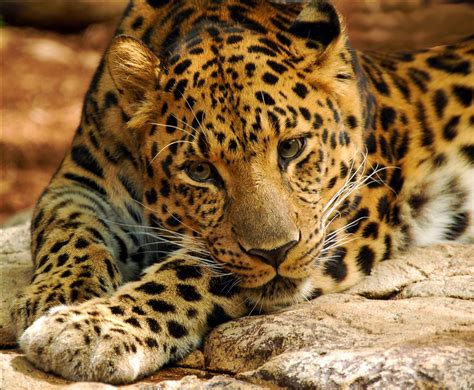 16 Of The Rarest Animals In The World And Where To See Them! - Hand Luggage Only - Travel, Food ...