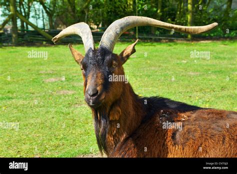 Billy-goat with beard Stock Photo - Alamy