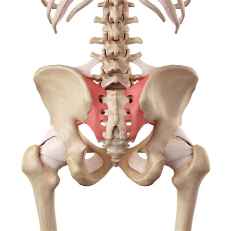 Sacroiliac Joint Dysfunction» Northwest Orthopaedic Specialists ...