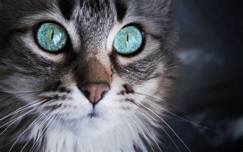 HD Cat Sky Blue Eyes Pictures Free Wallpaper | Download Free - 145159