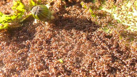 Thousands Of Red Ants Swarm Outdoors In Lawn. Stock Footage Video 3715949 - Shutterstock