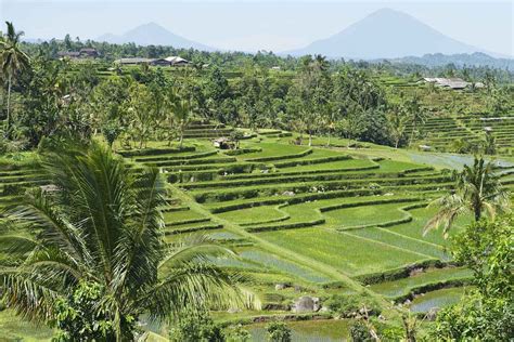 Jatiluwih Rice Terraces Fabulousubud.com