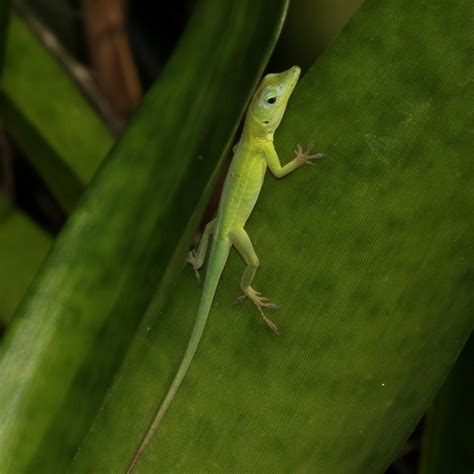 Hispaniolan Green Anole from Parkland, FL, USA on June 25, 2022 at 08: ...