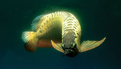 Tackle Fish: Asian Arowana, Symbol Of Elegant and high class hobby.