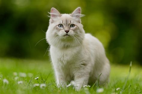 Siberian Cat Personality | breeders | price - MaineCoon Companion