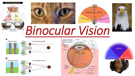 Binocular Vision Basics - YouTube