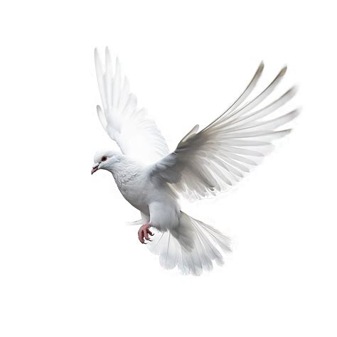 White dove on transparent background 24280398 PNG