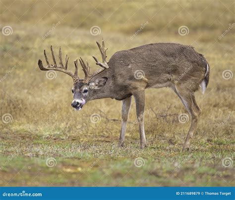 Trophy Whitetail Deer Buck with Huge Antlers in Field Stock Image ...