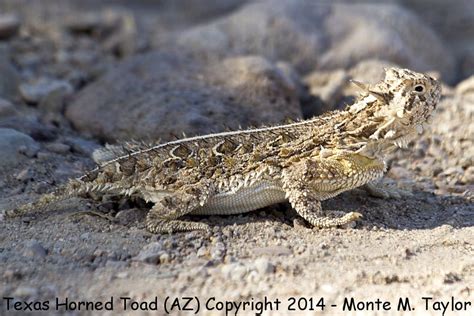 Texas Horned Lizard