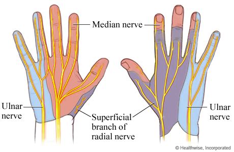 median nerve in hand image - Google Search | Median nerve, Ulnar nerve, Hand therapy