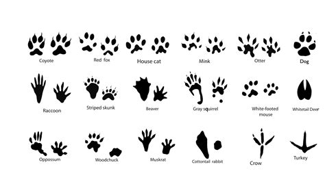 DeannaWelch.com: Week 1 Animal Identification Powerpoint for Cub Scouts