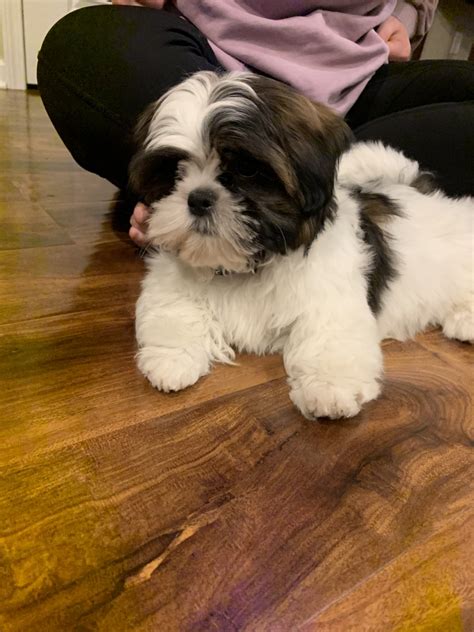 Shih Tzu Puppies For Sale | Rochester, NY #325057