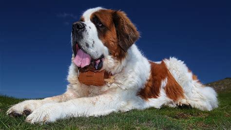 Saint Bernard Wallpapers - Wallpaper Cave