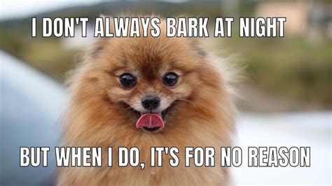 10+ Funny Pomeranian Memes