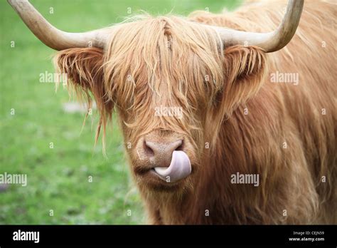 a highland cow sticking its tongue out Stock Photo - Alamy