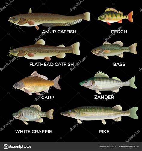 Freshwater fish species Stock Vector Image by ©newgena #236616570