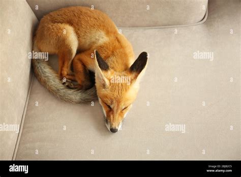 Beautiful fox cub sleeping on sofa in room Stock Photo - Alamy