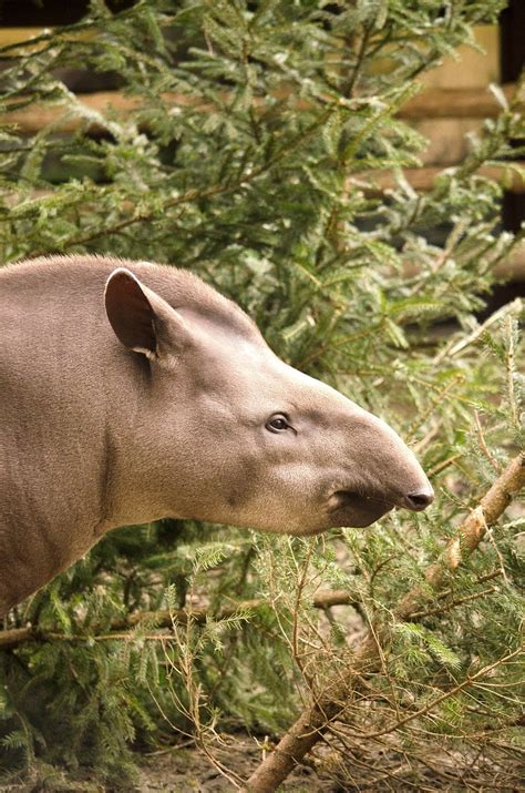 Tapir Animal Mammal - Free photo on Pixabay