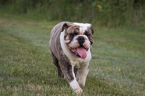 English Bulldog Training in Ontario | English Bulldog Breeders