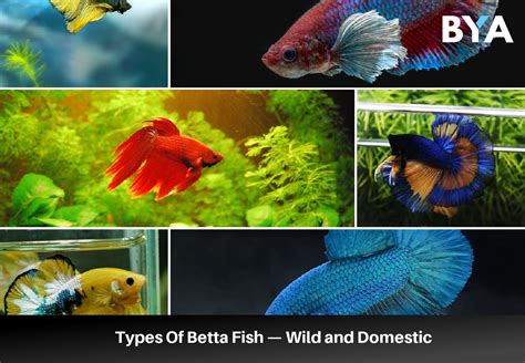 17+ Types Of Betta Fish — Wild and Domestic