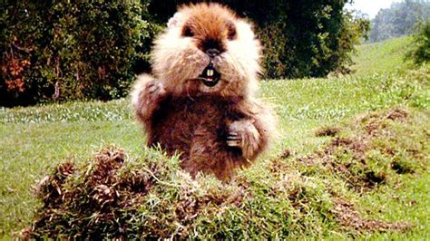 Image - Caddyshack gopher.jpg | Movie Database Wiki | FANDOM powered by Wikia