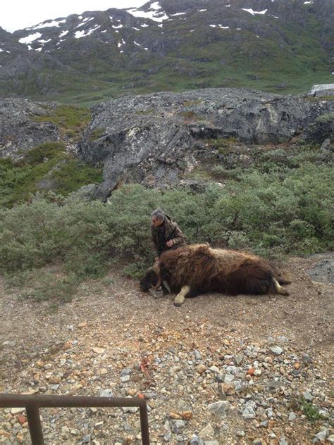 Musk Ox Hunting Tour – Hunter's Eye in South Greenland