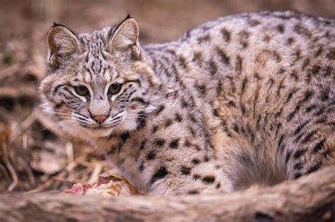 Premium Photo | Small bobcat in his nature habitat, american wild cats ...