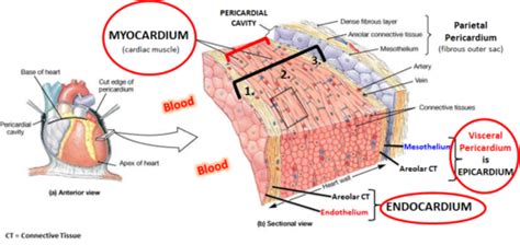 Endothelium And Mesothelium