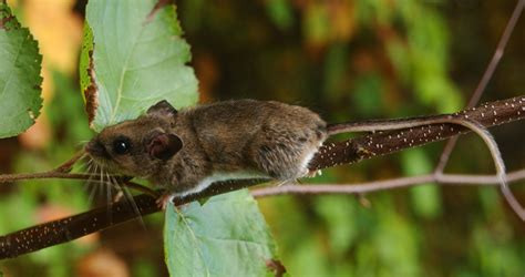 ADW: Peromyscus maniculatus: INFORMATION