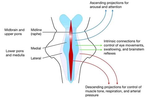 RETICULAR FORMATION - New