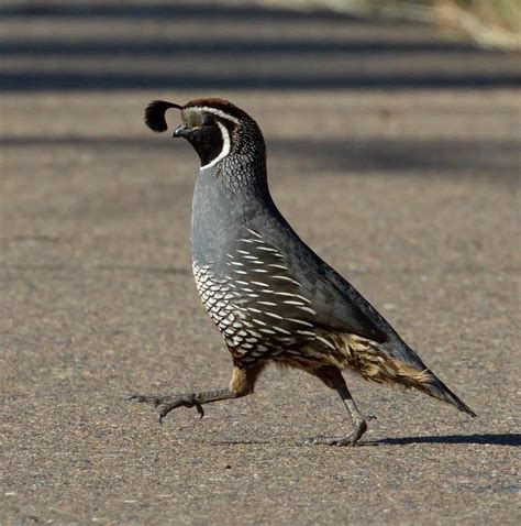 California Quail | San Diego Bird Spot