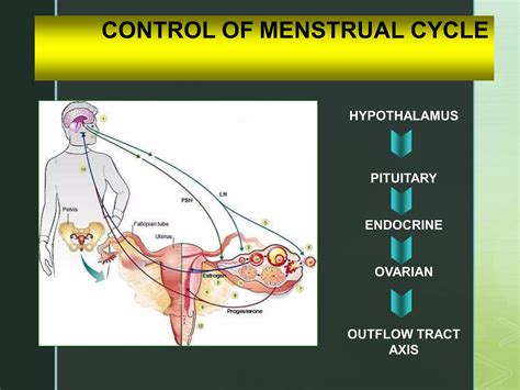 secondary amenorrhoea lectures.ppt