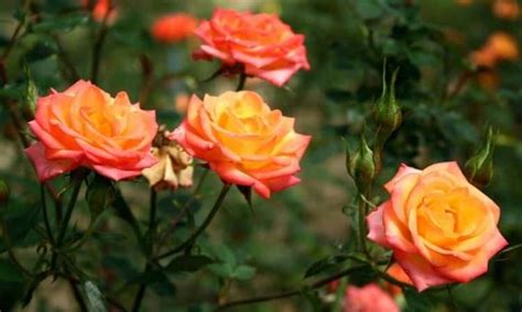 Are There Orange Roses