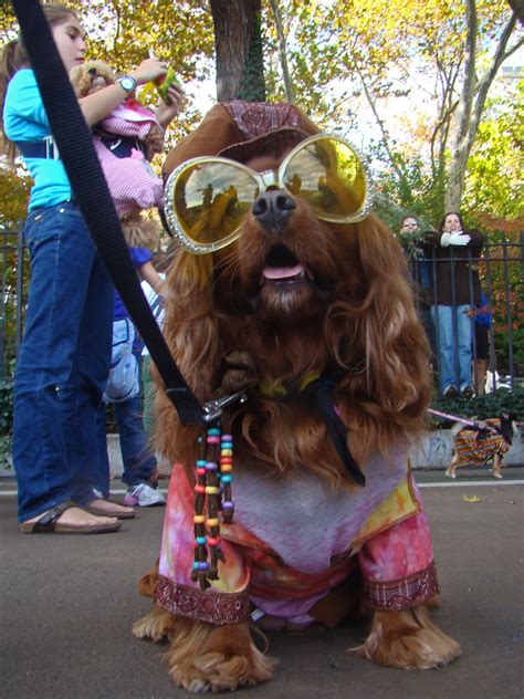 hippie dog | Hippie dog, Carl Schurz Park Annual Halloween H… | Flickr
