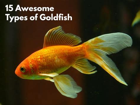 15 Awesome Types of Goldfish (With Pictures): Goldfish Species Guide