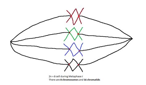 Chromosome and Chromatid Numbers during Mitosis and Meiosis | DAT Bootcamp