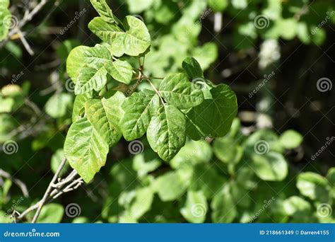 Dangerous Western Poison Oak Leaves Growing In Spring In Northern ...