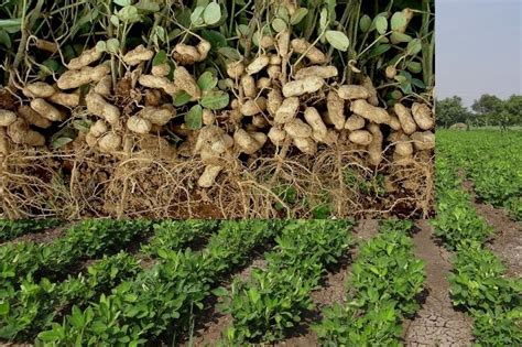 Groundnut Farming Guide for Beginners | Agri Farming