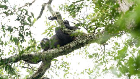 A rare view of the forgotten ape: documenting bonobos in their natural habitat — World Ape Fund ...