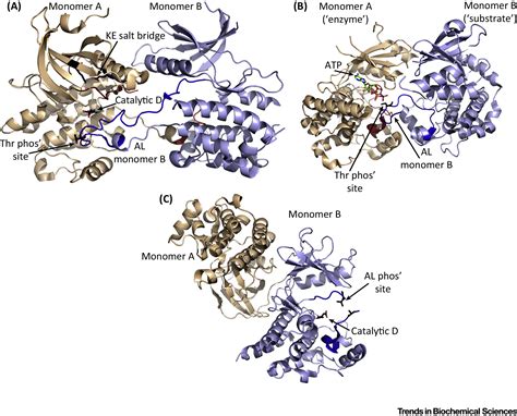 How Do Protein Kinases Take a Selfie (Autophosphorylate)?: Trends in ...