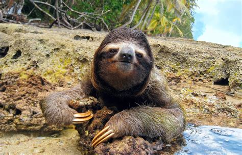 Study reveals the secret survival strategies of sloths - Earth.com