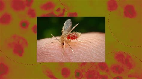 Sand fly bites: symptoms, delayed reaction as CDC warns of parasite