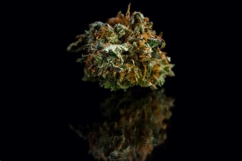 Mac 1 Weed Strain Review & Information | CTU