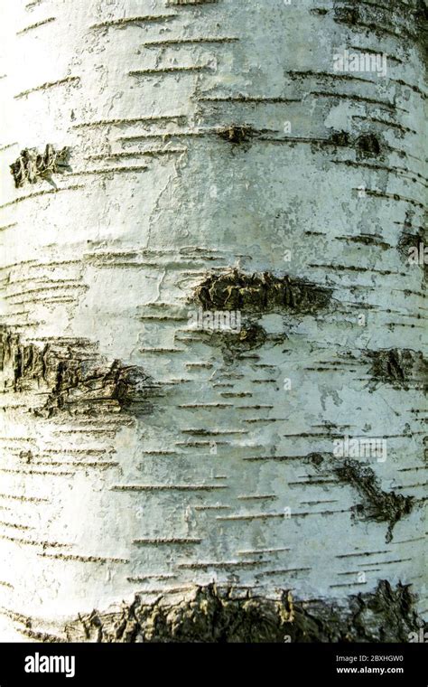 Texture of old birch tree bark with green moss. White birch bark on a ...