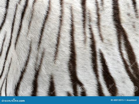 White Bengal Tiger Fur Stock Photo - Image: 40013015