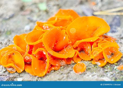 Edible mushroom stock photo. Image of macro, summer, orange - 27699976