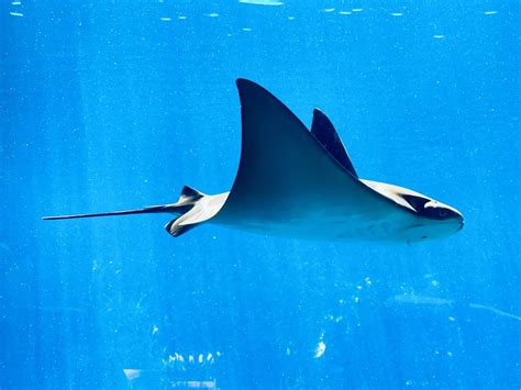 New Study Reveals More About Where Giant Manta Rays Go and Why | Sea Paradise