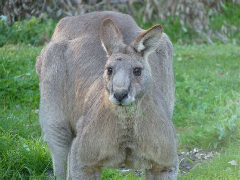 big 'roo | Kangaroo, Australia, Animals